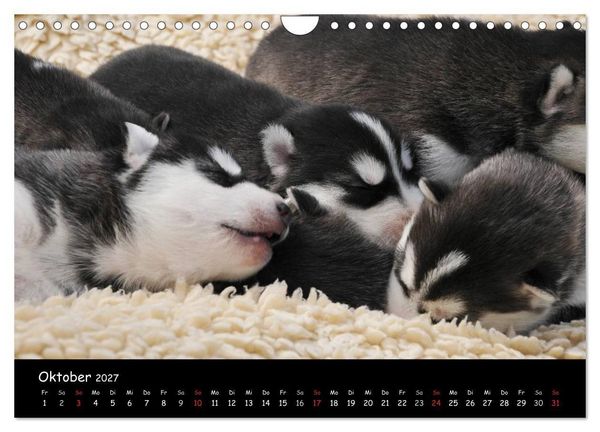 Produktbild: Huskys - Traumhunde (Wandkalender 2027 DIN A4 quer), CALVENDO Monatskalender