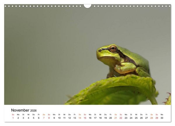 Produktbild: Besucher im Garten - Laubfr&ouml;sche (Wandkalender 2026 DIN A3 quer), CALVENDO Monatskalender