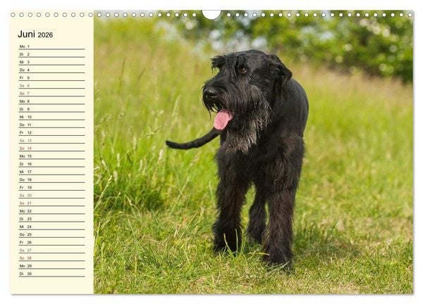 Produktbild: Treuer Freund Riesenschnauzer (Wandkalender 2026 DIN A3 quer), CALVENDO Monatskalender