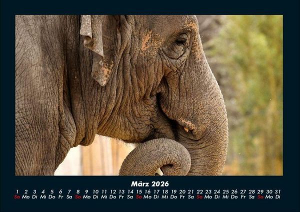 Produktbild: Der Elefantenkalender 2026 Fotokalender DIN A4