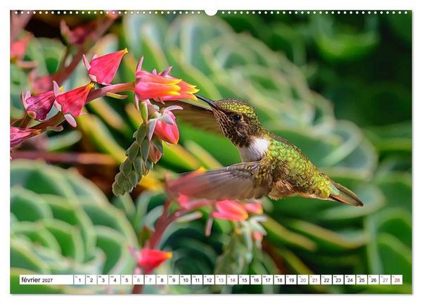 Produktbild: Colibris - pierres pr&eacute;cieuses volantes (Calendrier mural haut de gamme 2027 DIN A2 vertical), CALVENDO calendrier mensuel