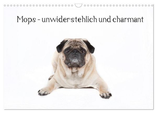 Produktbild: Mops - unwiderstehlich und charmant (Wandkalender 2026 DIN A3 quer), CALVENDO Monatskalender