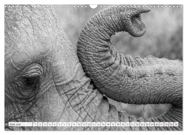 Produktbild: Emotionale Momente: Elefanten in black & white (Wandkalender 2026 DIN A3 quer), CALVENDO Monatskalender