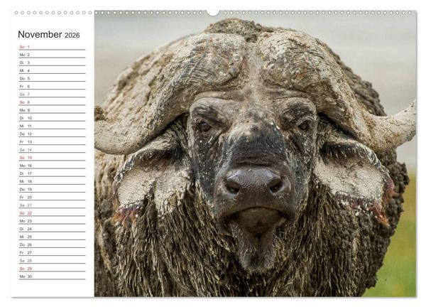 Produktbild: Emotionale Momente: Mein wildes Afrika (Wandkalender 2026 DIN A2 quer), CALVENDO Monatskalender
