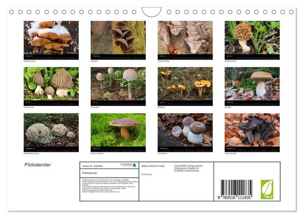 Produktbild: Pilzkalender (Wandkalender 2026 DIN A4 quer), CALVENDO Monatskalender