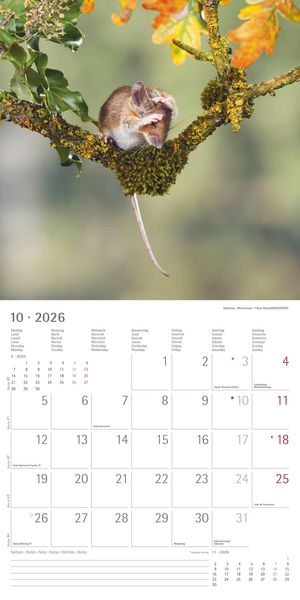 Geheimnisvolles Waldleben 2026 - Broschürenkalender 30x30 cm (30x60 geöffnet) - Kalender mit Platz für Notizen - Forest Animals - Bildkalender - Wandk