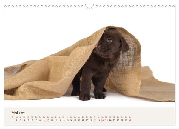 Produktbild: Labrador - Welpen (Wandkalender 2026 DIN A3 quer), CALVENDO Monatskalender