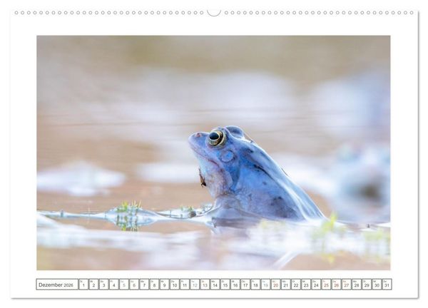 Produktbild: Wenn Fr&ouml;sche blau machen - das geheime Leben der Moorfr&ouml;sche von Tanja Riedel (Wandkalender 2026 DIN A2 quer), CALVENDO Monatskalender