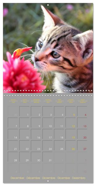 Produktbild: La vie de chatons (Calendrier mural carr&eacute; 2026 30x30 cm) Calendrier double avec une page pour vos prises de notes