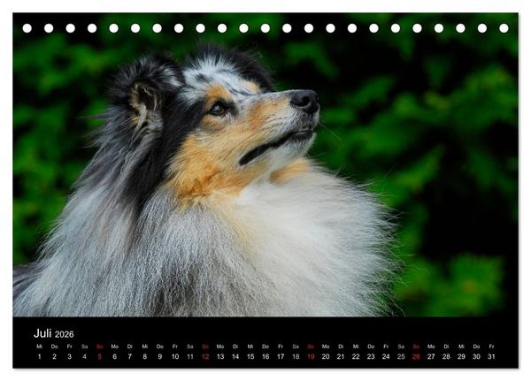 Produktbild: Sheltie 2026 (Tischkalender 2026 DIN A5 quer), CALVENDO Monatskalender