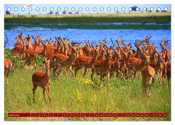 Produktbild: Botswana- Pirschfahrt mit Garantie auf Wildlife (Tischkalender 2026 DIN A5 quer), CALVENDO Monatskalender