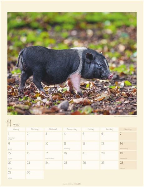 Produktbild: Schweinchen Kalender 2027