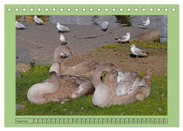 Produktbild: Faszination Stadtpark Odense (Tischkalender 2026 DIN A5 quer), CALVENDO Monatskalender