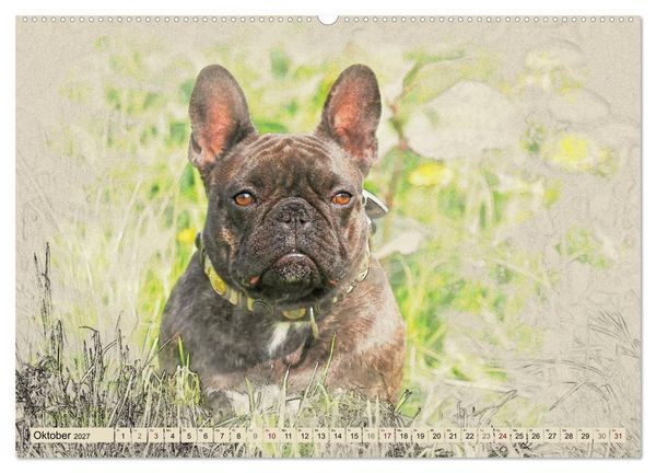 Produktbild: Franz&ouml;sische Bulldoggen (Wandkalender 2027 DIN A2 quer), CALVENDO Monatskalender