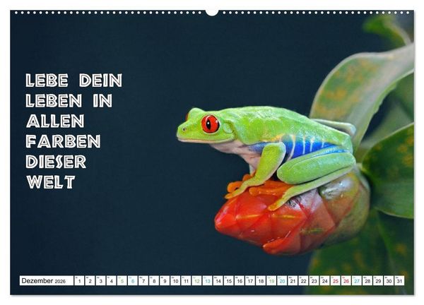 Produktbild: Frosch quakt Spr&uuml;che (hochwertiger Premium Wandkalender 2026 DIN A2 quer), Kunstdruck in Hochglanz