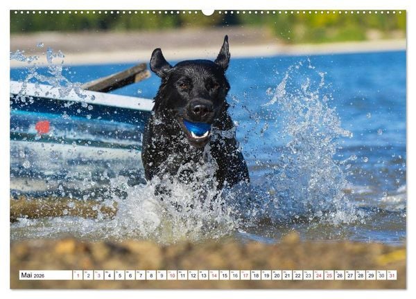 Produktbild: Labrador Retriever - Freunde f&uuml;r&acute;s Leben (hochwertiger Premium Wandkalender 2026 DIN A2 quer), Kunstdruck in Hochglanz