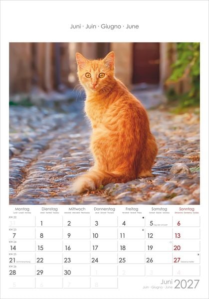 Produktbild: Katzen 2027