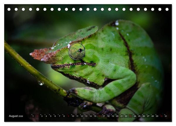 Produktbild: Madagaskar - Impressionen von Rolf Dietz (Tischkalender 2026 DIN A5 quer), CALVENDO Monatskalender