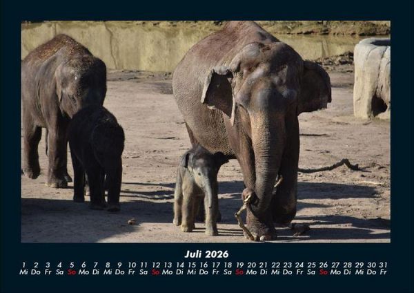 Produktbild: Elefanten 2026 Fotokalender DIN A4