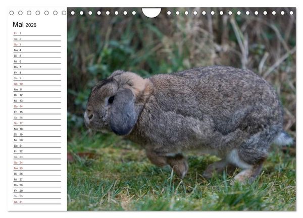 Produktbild: Kaninchen - knuddelige Hausgenossen (Wandkalender 2026 DIN A4 quer), CALVENDO Monatskalender