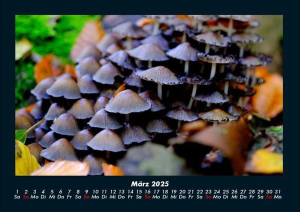 Produktbild: Pilzkalender 2025 Fotokalender DIN A4