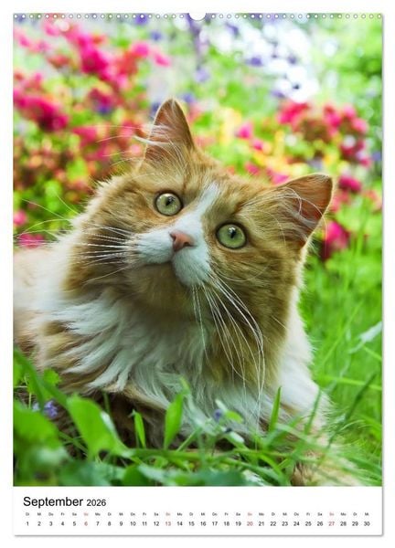 Produktbild: COUNTRY CATS (hochwertiger Premium Wandkalender 2026 DIN A2 hoch), Kunstdruck in Hochglanz