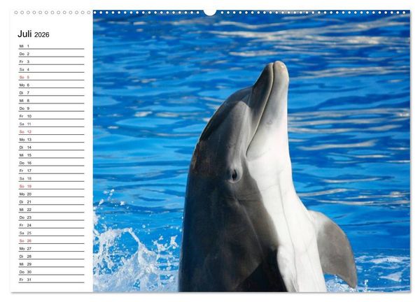 Produktbild: Delfine - L&auml;chelnde Intelligenz (hochwertiger Premium Wandkalender 2026 DIN A2 quer), Kunstdruck in Hochglanz