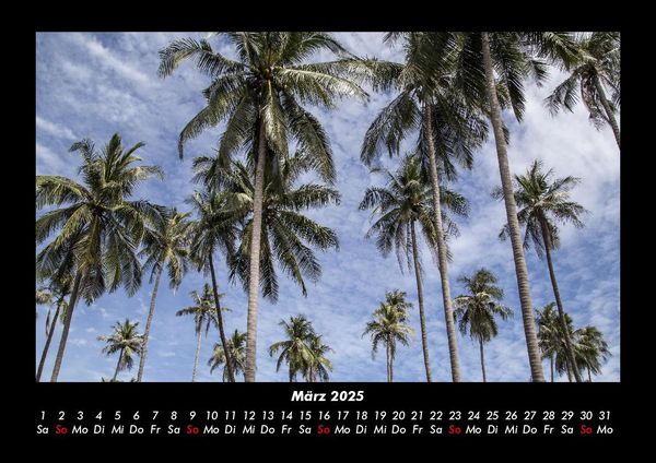 Produktbild: Palmen 2025 Fotokalender DIN A3