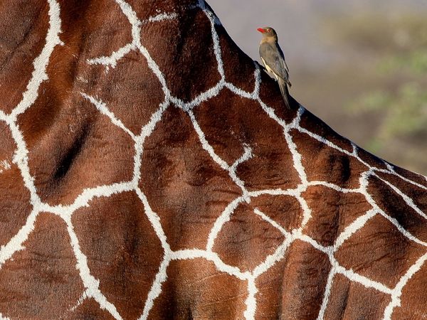 Produktbild: CALVENDO Puzzle Giraffen - Sanftheit und Anmut (1) | 1000 Teile Lege-Gr&ouml;&szlig;e 64x48cm Foto-Puzzle f&uuml;r gl&uuml;ckliche Stunden