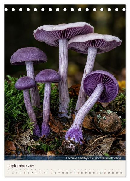 Produktbild: MAGIE DU SOUS-BOIS (Calendrier de bureau 2027 DIN A5 horizontal), CALVENDO calendrier mensuel