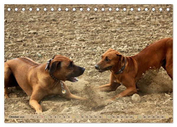 Produktbild: Rhodesian Ridgeback - eine Liebe f&uuml;rs Leben (Tischkalender 2026 DIN A5 quer), CALVENDO Monatskalender