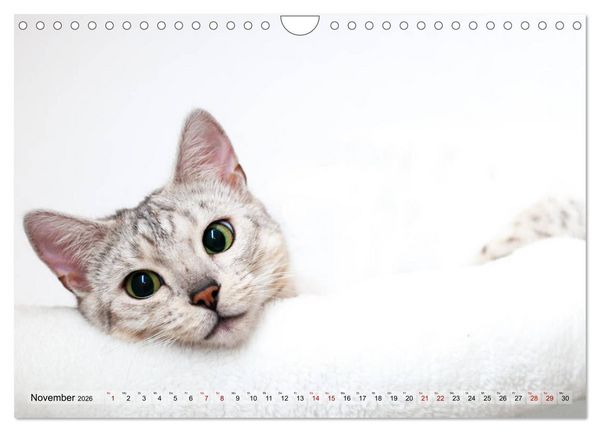 Produktbild: Liebe auf den ersten Katzenblick (Wandkalender 2026 DIN A4 quer), CALVENDO Monatskalender