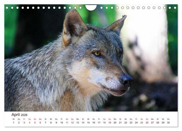 Produktbild: W&ouml;lfe 2026. Tierische Impressionen (Wandkalender 2026 DIN A4 quer), CALVENDO Monatskalender