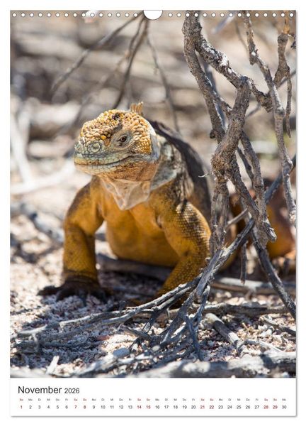 Produktbild: Galapagos - Atemberaubende Tierwelt (Wandkalender 2026 DIN A3 hoch), CALVENDO Monatskalender
