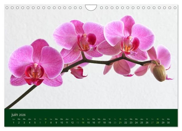 Produktbild: Les Orchid&eacute;es (Calendrier mural 2026 DIN A4 vertical), CALVENDO calendrier mensuel