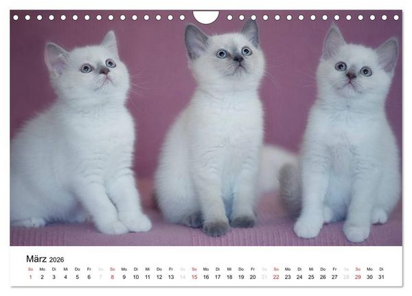 Produktbild: Briten B&auml;rchen &ndash; Britsch Kurzhaar 2026 (Wandkalender 2026 DIN A4 quer), CALVENDO Monatskalender