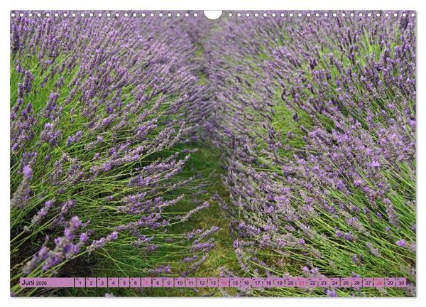 Produktbild: Farbzauber Lavendel (Wandkalender 2026 DIN A3 quer), CALVENDO Monatskalender