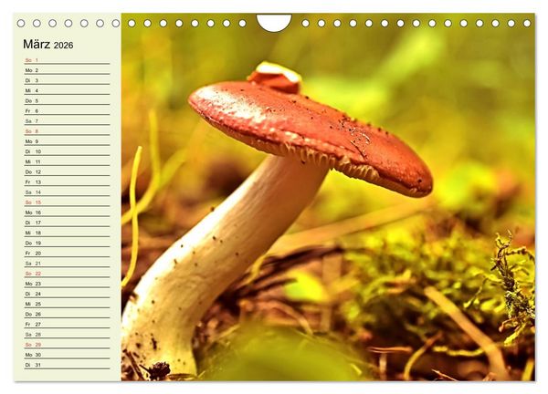 Produktbild: Pilze und Pilzgerichte (Wandkalender 2026 DIN A4 quer), CALVENDO Monatskalender