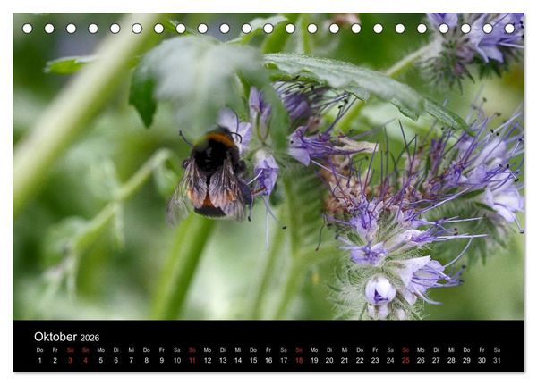 Produktbild: Hummelflug (Tischkalender 2026 DIN A5 quer), CALVENDO Monatskalender