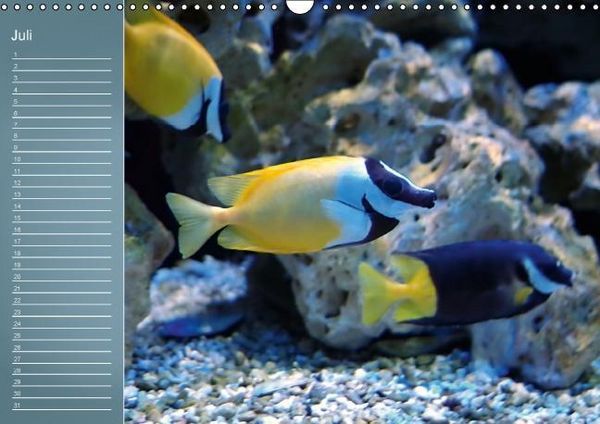Produktbild: Bunte Riffbewohner - Fische, Anemonen und noch viel mehr (Wandkalender immerw&auml;hrend DIN A3 quer)