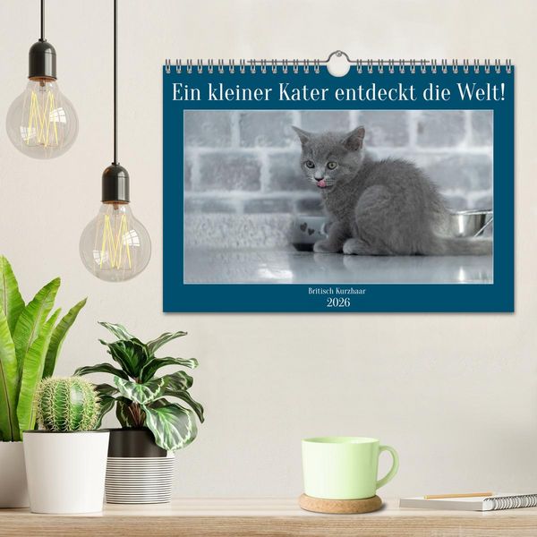 Produktbild: Ein kleiner Kater entdeckt die Welt! (Wandkalender 2026 DIN A4 quer), CALVENDO Monatskalender