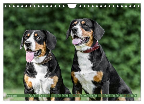 Produktbild: Schweizer Sennenhunde - Appenzeller - Berner - Entlebucher - Gro&szlig;e Schweizer (Wandkalender 2026 DIN A4 quer), CALVENDO Monatskalender