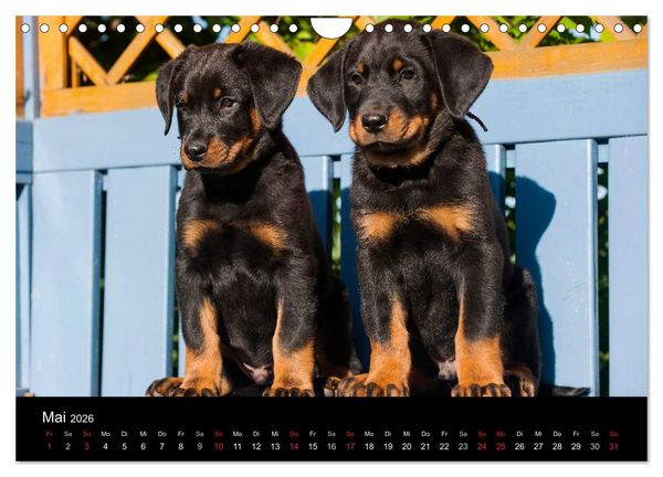 Produktbild: Welpen 2026 (Wandkalender 2026 DIN A4 quer), CALVENDO Monatskalender