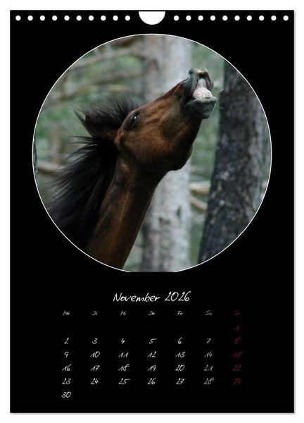 Produktbild: Crazy horses (Wandkalender 2026 DIN A4 hoch), CALVENDO Monatskalender