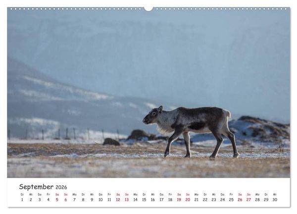 Produktbild: Rentiere (hochwertiger Premium Wandkalender 2026 DIN A2 quer), Kunstdruck in Hochglanz