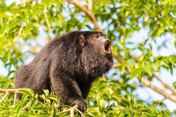 Produktbild: Wildes Mexiko (BBC Earth)