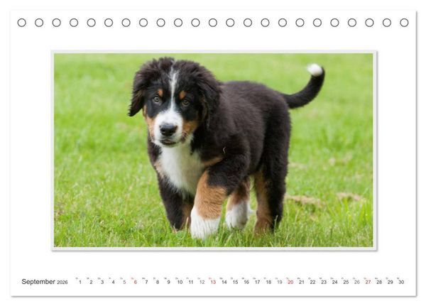 Produktbild: Emotionale Momente: Berner Sennenhund. (Tischkalender 2026 DIN A5 quer), CALVENDO Monatskalender