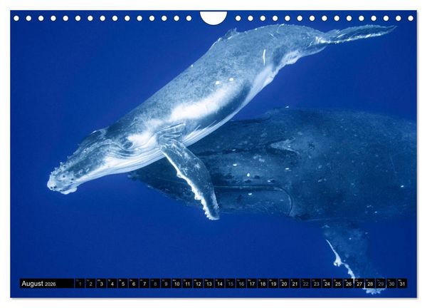 Produktbild: Die blaue Welt der Wale (Wandkalender 2026 DIN A4 quer), CALVENDO Monatskalender