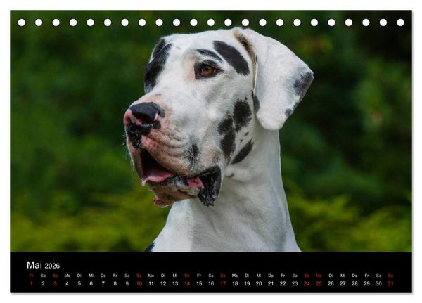 Produktbild: Deutsche Dogge 2026 (Tischkalender 2026 DIN A5 quer), CALVENDO Monatskalender