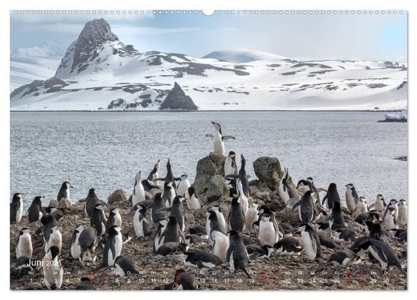 Produktbild: Antarktis, die eisige Heimat der Pinguine (hochwertiger Premium Wandkalender 2026 DIN A2 quer), Kunstdruck in Hochglanz